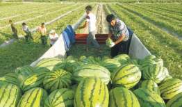 网红吃瓜最新爆料图片,揭秘娱乐圈惊人内幕！